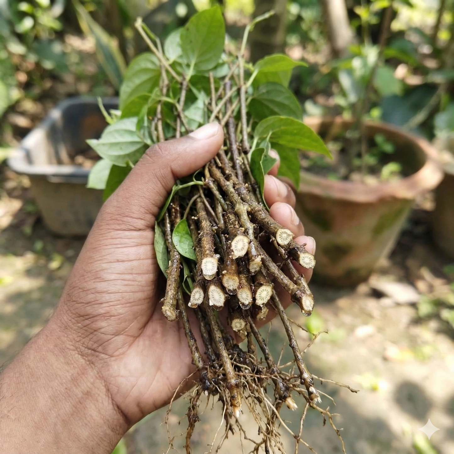 ChuiJhal | ডাল চুইঝাল ৭৫০ গ্রাম