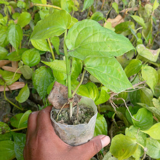 ChuiJhal | চুইঝাল গাছের চারা